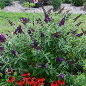 Buddleia davidii 'Dark Dynasty' - Monarch® Dark Dynasty Butterfly Bush Buddleia davidii 'Dark Dynasty' - Monarch® Dark Dynasty Butterfly Bush