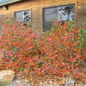 Aronia melanocarpa 'Elata' - Black Chokeberry Aronia melanocarpa 'Elata' - Black Chokeberry