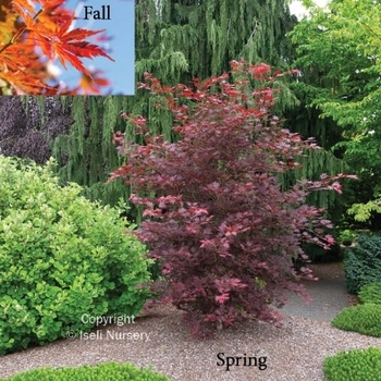 Acer x pseudosieboldianum 'INAG-E61' - Alpenglow® Maple Acer x pseudosieboldianum 'INAG-E61' - Alpenglow® Maple