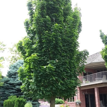 Acer platanoides 'Columnar' - Columnar Norway Maple Acer platanoides 'Columnar' - Columnar Norway Maple