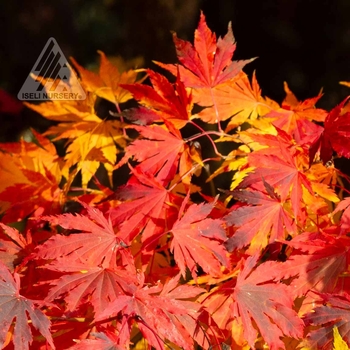 Acer x pseudosieboldianum 'IsIAJ' - Arctic Jade® Maple Acer x pseudosieboldianum 'IsIAJ' - Arctic Jade® Maple