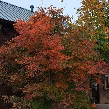 Acer x pseudosieboldianum 'ISINW' - North Wind Maple Acer x pseudosieboldianum 'ISINW' - North Wind Maple