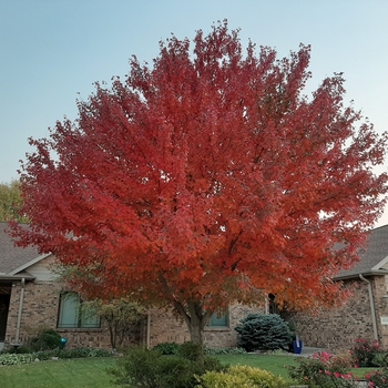 Acer rubrum 'Franksred' - Red Sunset® Red Maple Acer rubrum 'Franksred' - Red Sunset® Red Maple